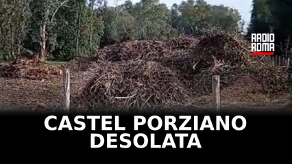 Pineta di Castel Porziano, il flagello dei pini attaccati dalla cocciniglia