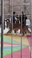 VIDEO: ¡De terror! Leona atacó a su entrenador en medio de un espectáculo