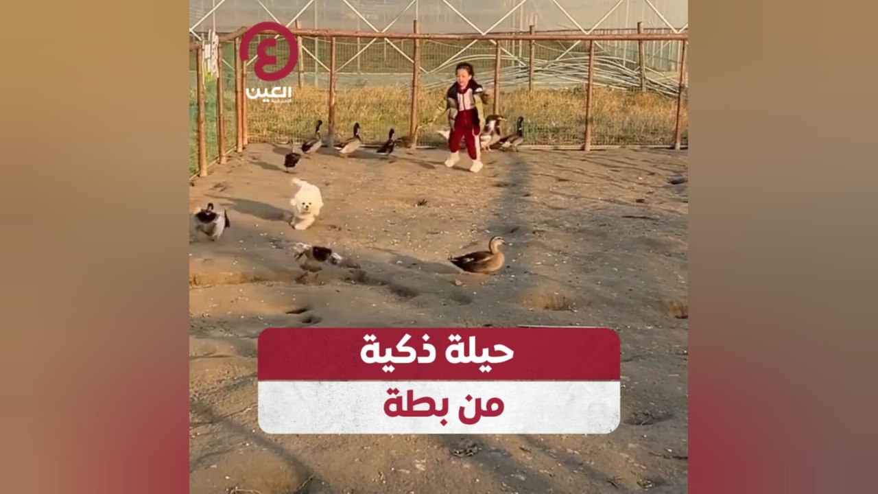 حيلة ذكية من بطة