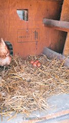Genius hacks for raising your chickens on the farm! 🐓