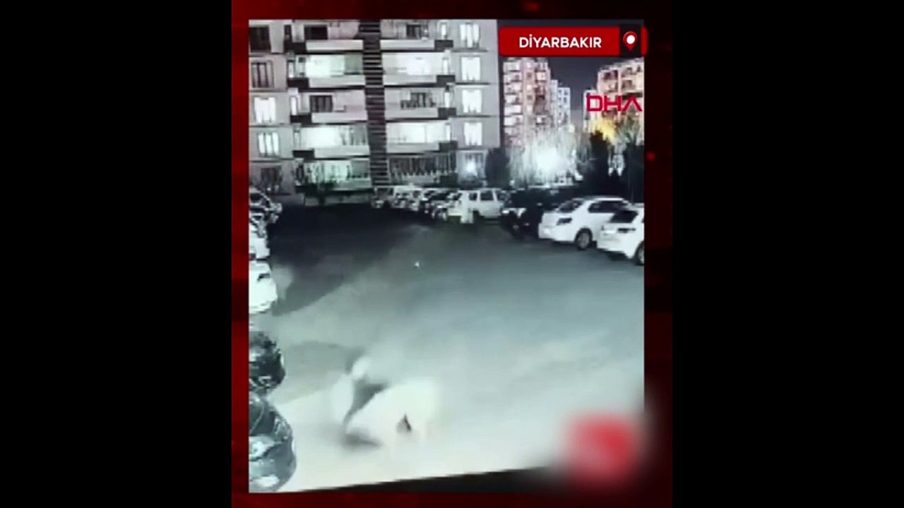 Diyarbakır'da köpek dehşeti! Kadın ve çocuk zor kurtuldu