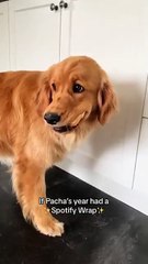 Another year of stealing, snacking and snoozing wrapped ✔️