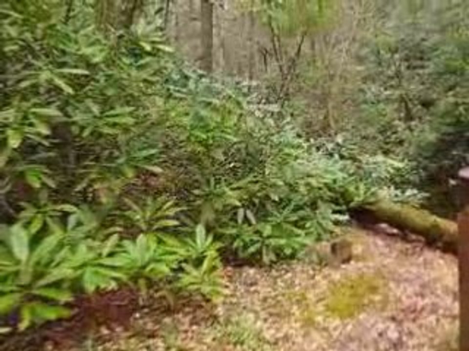 Creeks Collide at Twin Falls State Park