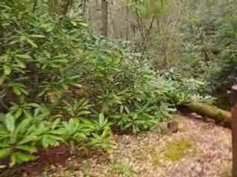Creeks Collide at Twin Falls State Park