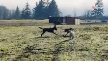 Mann kommt ins Tierheim, um einen Hund zu adoptieren, und verlässt es mit etwas Unerwartetem (Video)