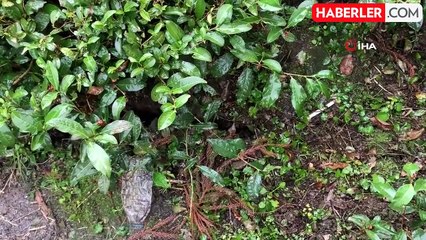 Rize'de Eğitime 'Dere Islahı' Engeli