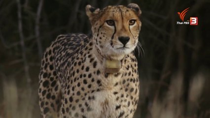 ท่องโลกกว้าง วันที่ 4 กุมภาพันธ์ 2568 ชีตาห์ ตอน สองแม่และลูกเสือทั้งเก้า