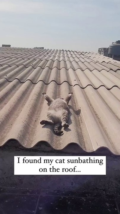Un chat bronze au soleil