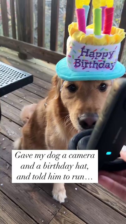 Un chien se balade avec une caméra