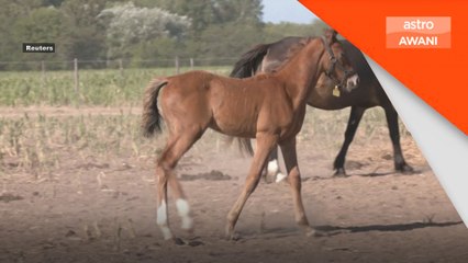 Argentina perintis hasilkan kuda guna teknik CRISPR-CAS9