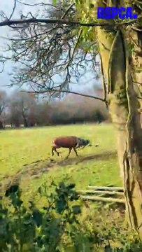 RSPCA rescue deer tangled in electric fencing and barbed wire