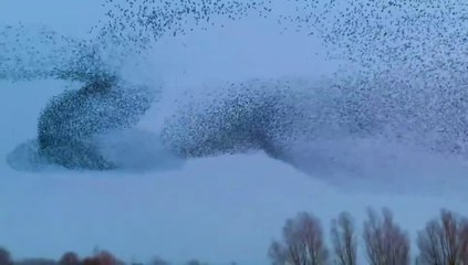 Incredible North Yorkshire starling murmuration caught on camera