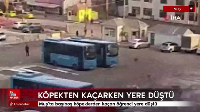Muş’ta başıboş köpeklerden kaçan öğrenci yere düştü