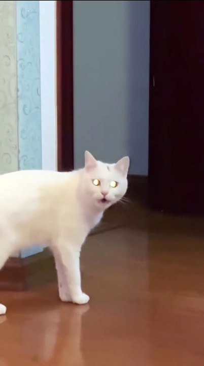 Hund packt Geschenke aus! 20250204