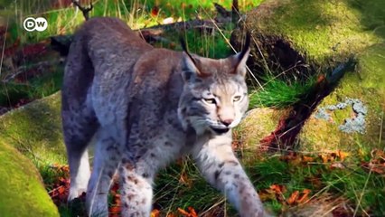 Top 7 National Parks in Germany That You Should Visit