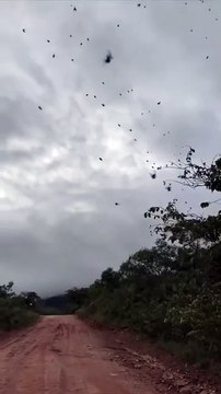Invasion d'araignées dans le ciel du Brésil... flippant