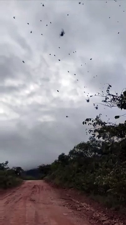 Invasion d'araignées dans le ciel du Brésil... flippant