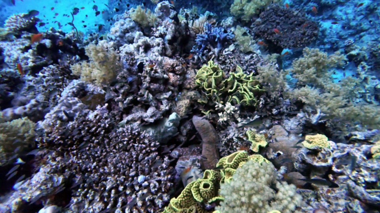 Red sea egypt