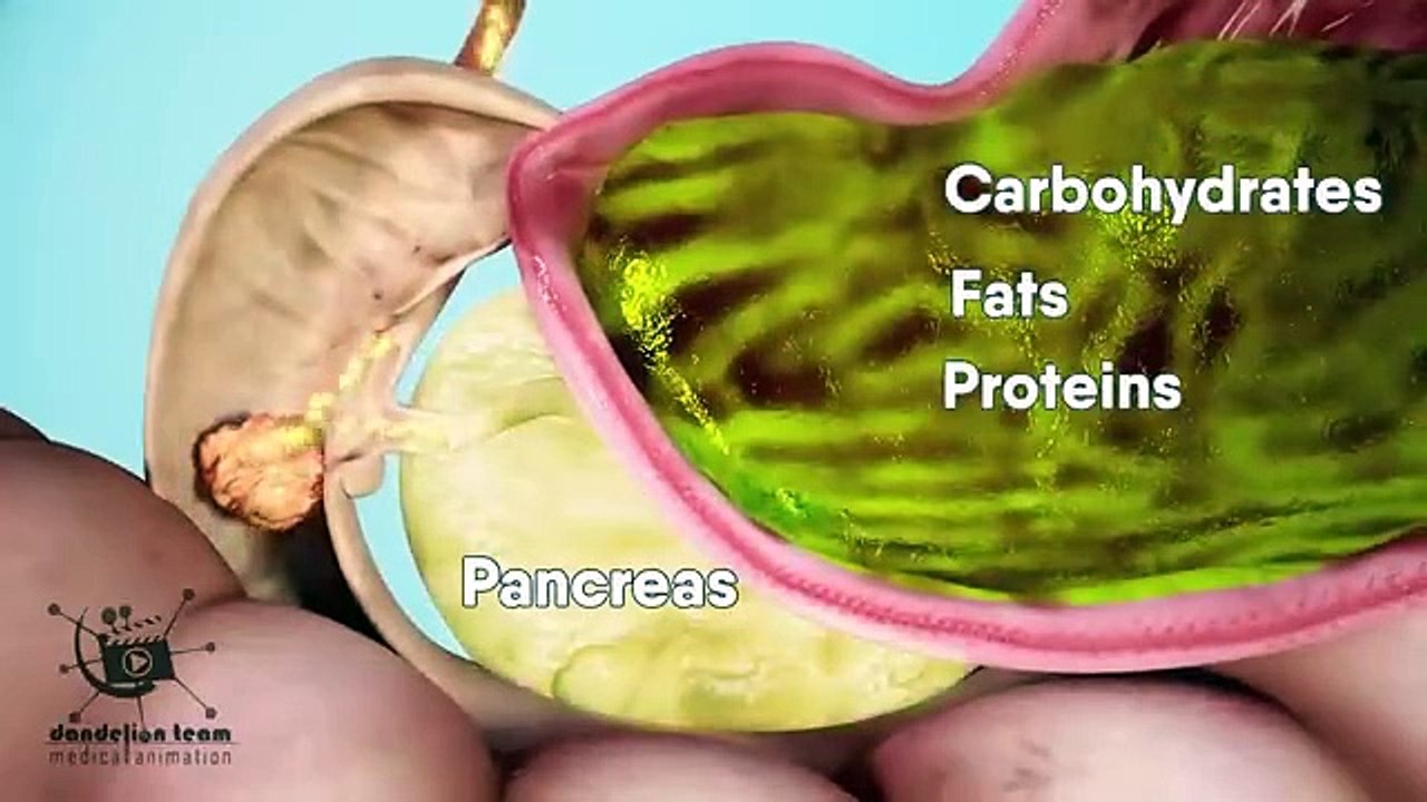 How does your body turns food into the poop_ Human digestive system(Animation)_Dandelion Team(360P)