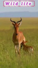 Wild life  by JV Multifacet