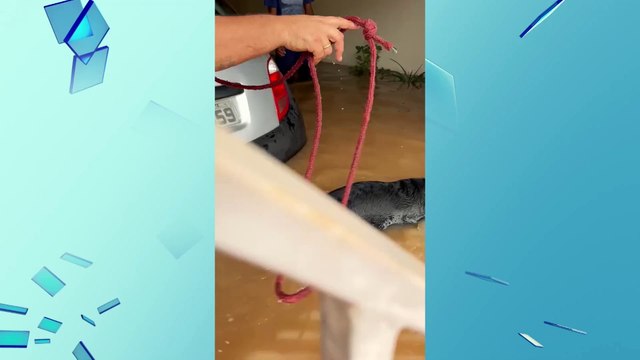 Policiais e moradores resgatam cachorro ilhado em enchente em Santa Bárbara d'Oeste