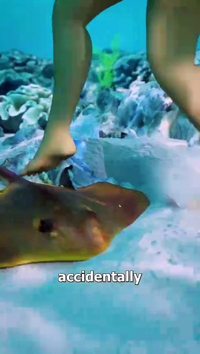 How Stingrays Actually Sting You 😳