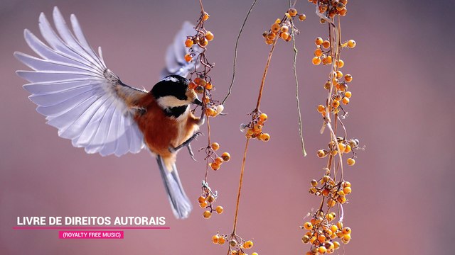 ✅💘Música de Cura para Acalmar a Ansiedade Ajudando no Tratamento da Depressão