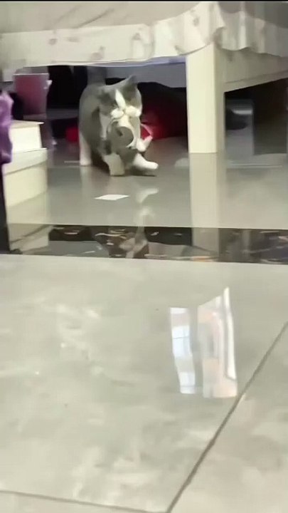 Welpe jagt seinen Schwanz! 20250204