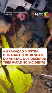 Cachorro é resgatado de casa soterrada após deslizamento de terra em Embu das Artes (SP) #shorts
