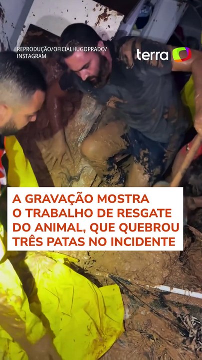 Cachorro é resgatado de casa soterrada após deslizamento de terra em Embu das Artes (SP) #shorts