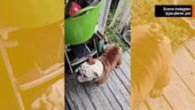 Hilarische video: bulldog wordt extreem blij wanneer hij weet dat hij gaat skateboarden