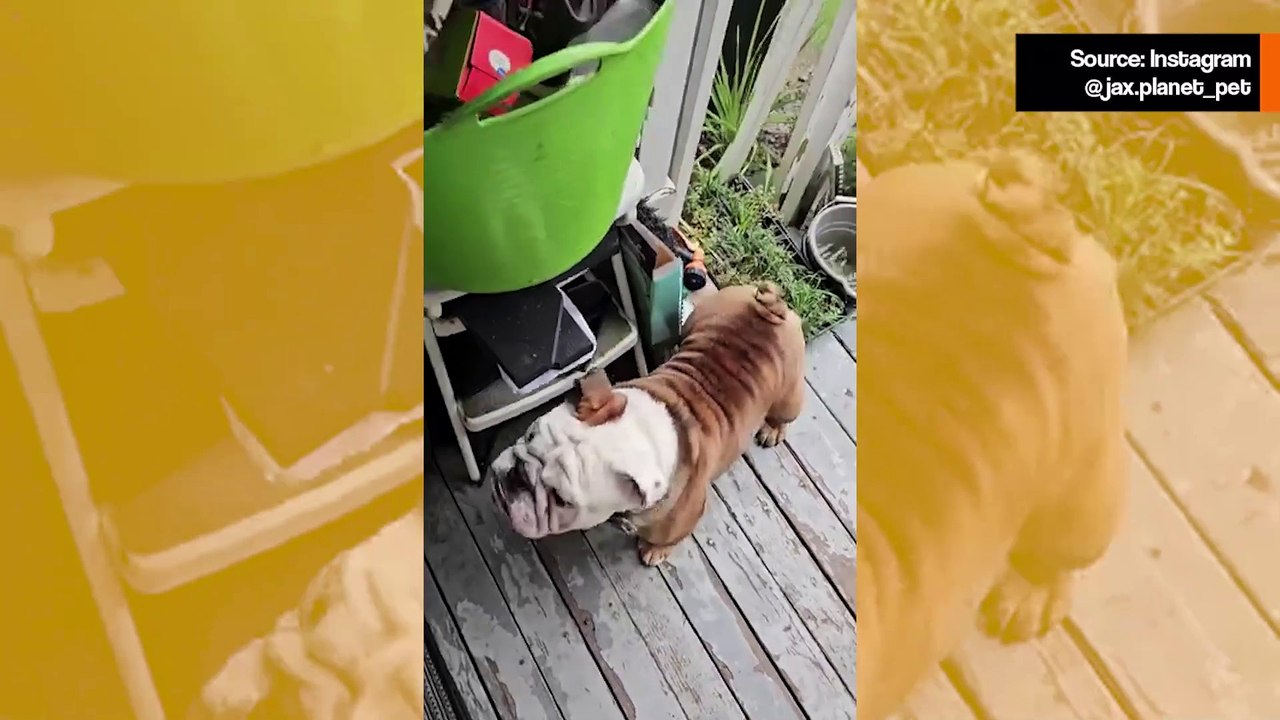 Hilarische video: bulldog wordt extreem blij wanneer hij weet dat hij gaat skateboarden