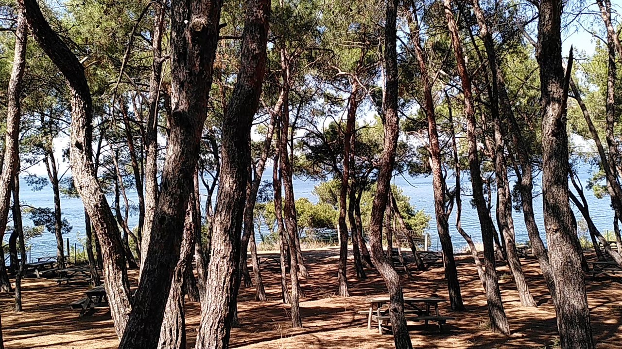 Forest on Heybeliada