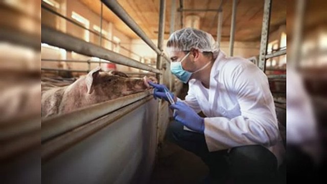 Autorizan pruebas de trasplantes de riñones de cerdos