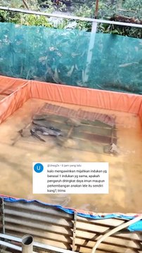 Pemijahan induk lele satu keturunan apakah akan mempengaruhi bibit lele nya