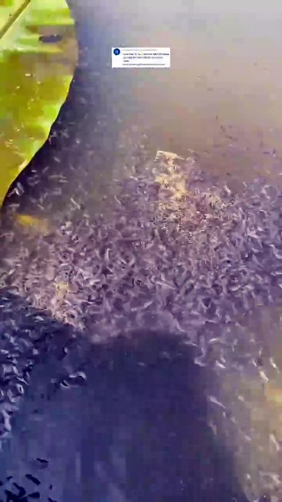 Perbedaan bibit lele dikolam terpal dan dikolam tanah