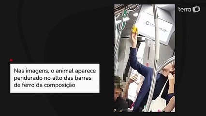 Macaco sagui ‘pega carona’ em trem e ganha banana de passageira em SP