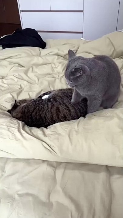 Hund jagt seinen Schatten! 20250204