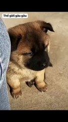 Need a translator urgently 😳😳