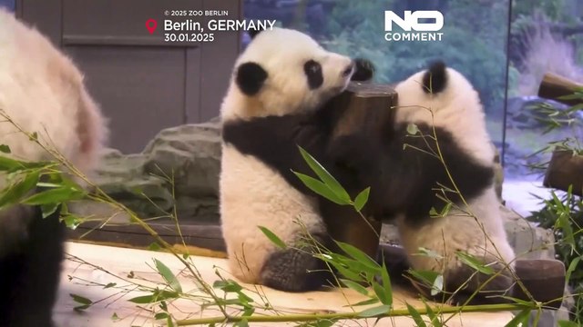 NO COMMENT: Estas son Leni y Lotti las dos nuevas crías panda del Zoo de Berlín