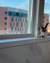 🐾 Welcome to the cutest realm of the internet! In today’s video, we presen