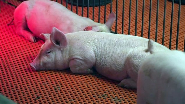 Agencia sanitaria de EEUU autoriza pruebas de trasplantes de riñones de cerdos