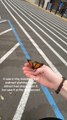 Woman Rescues and Cares for Injured Butterfly