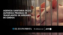 Agencia sanitaria de EU autoriza pruebas de trasplantes de riñones de cerdos