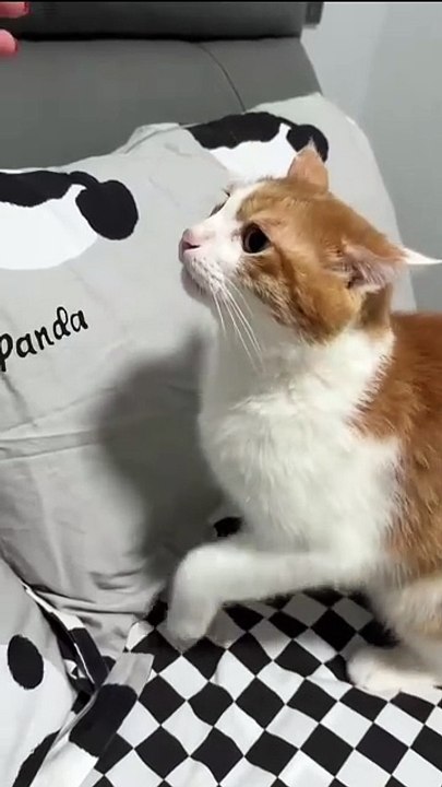 Katzen-Sprungkünste in Aktion! 20250205