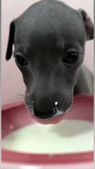 Drink milk using Bluetooth 😀