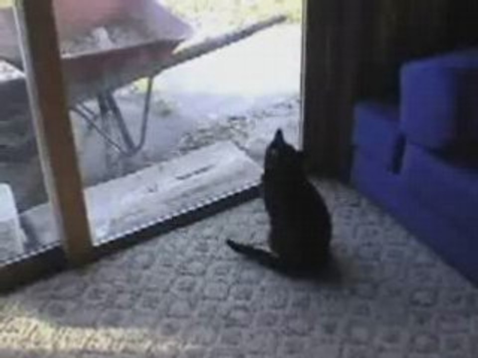 It would be BETTER if someones WON`tT have an ANIMAL