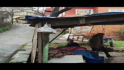 Bir Gece Masali Capitulo 20 en Español Completo