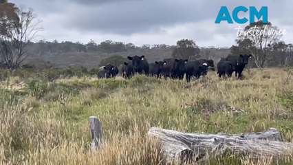 Cows wander through Namadgi National Park