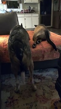 Puppy Falls Asleep While Standing in Funny Position
